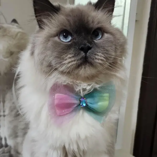 Cat Bow Tie | Elegant Bow Tie and Fancy Collar for Cats | Stylish Pet Accessories | Glitter tulle - Image 3