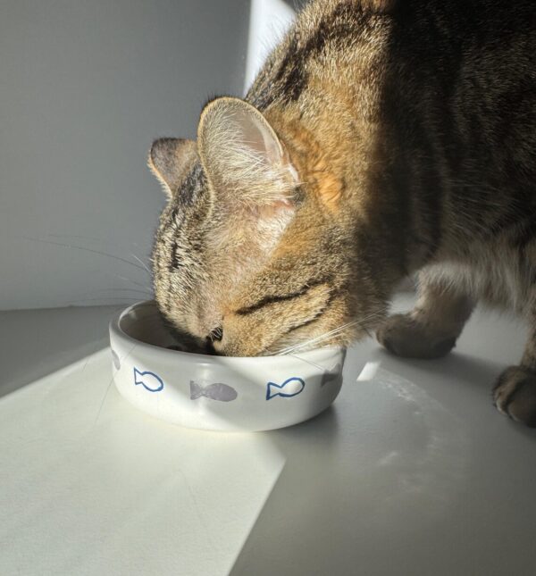 CAT BOWL - Image 3