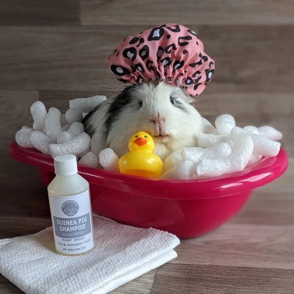 Guinea Pig Shampoo, Guinea Pig Grooming, Guinea Pig Accessories, Guinea Pig Care, Guinea Pig Lover, Guinea Pig Bath, Guinea Pig Gifts